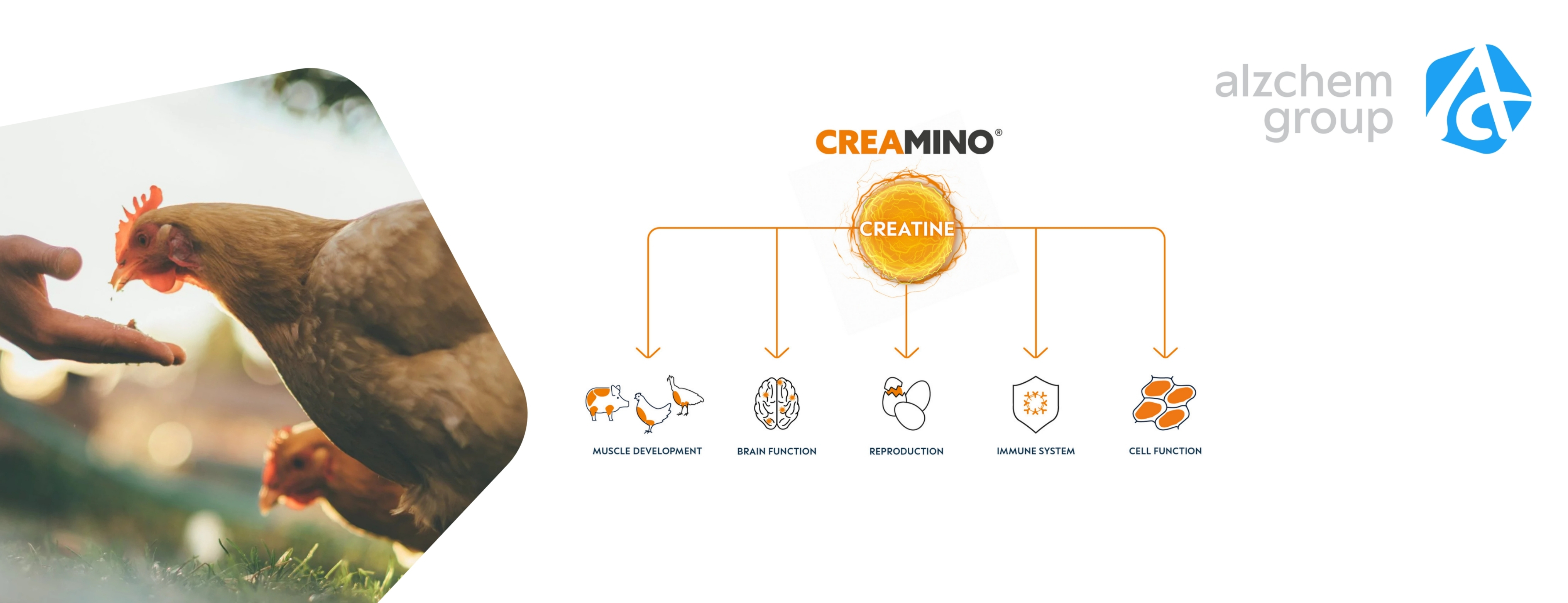 Creamino