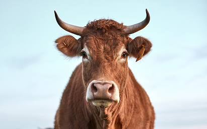Ruminant